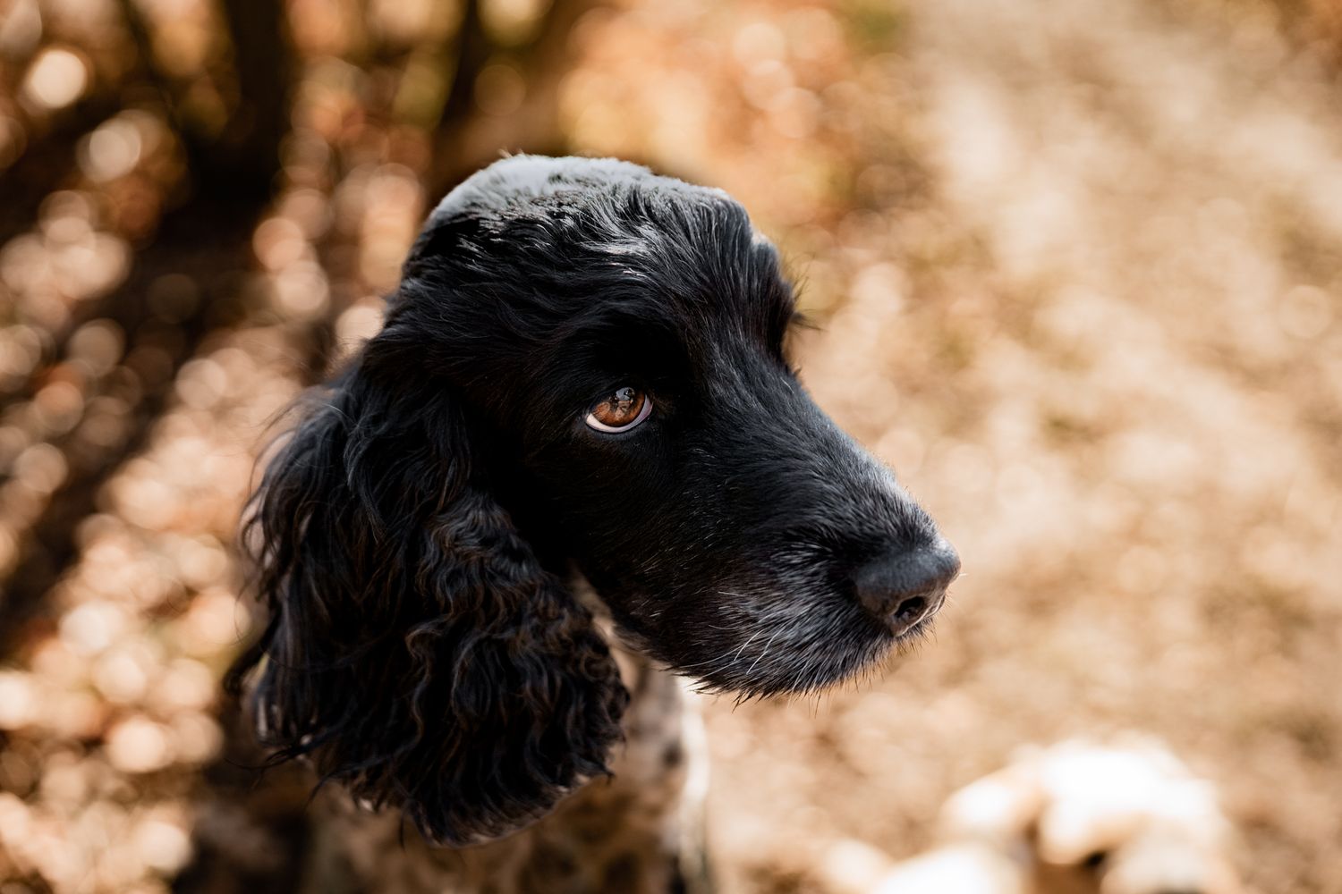 Dog Photography Harrogate