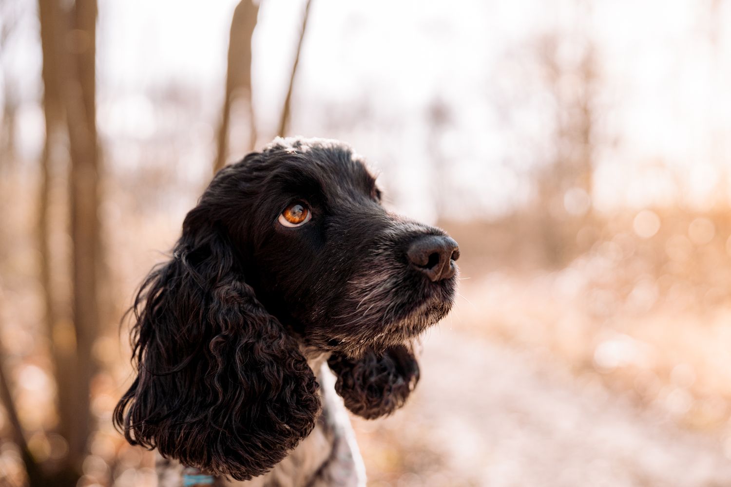 Harrogate Dog Photography