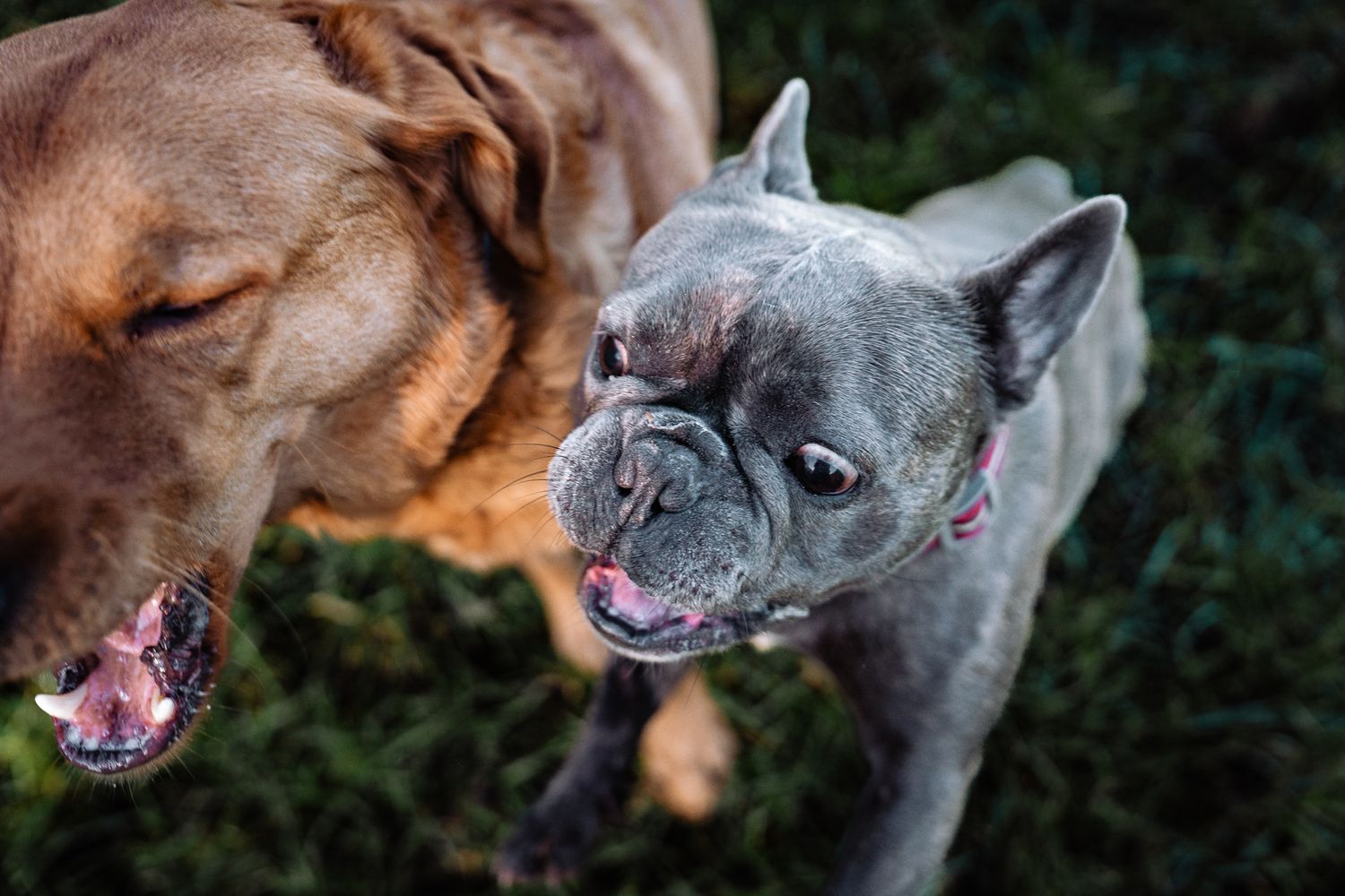 Harrogate Dog Photography