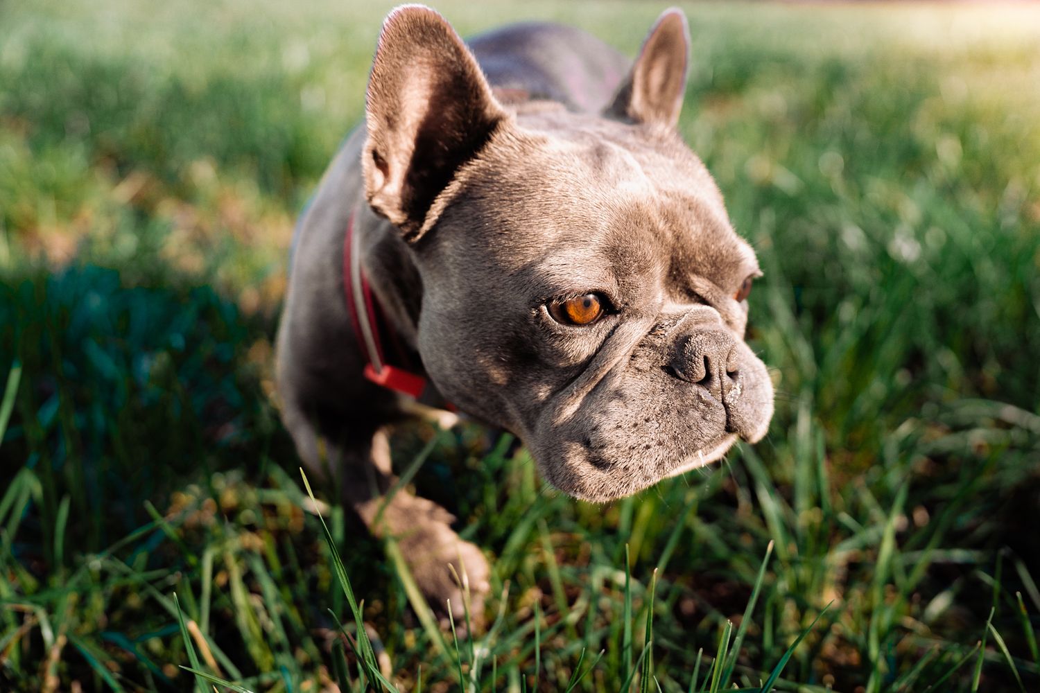 Harrogate Dog Photography