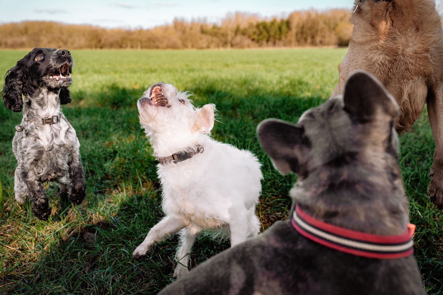 Harrogate Dog Photography