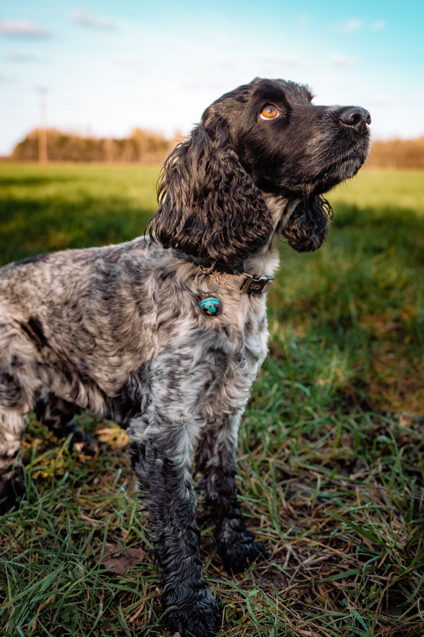 Harrogate Dog Photography