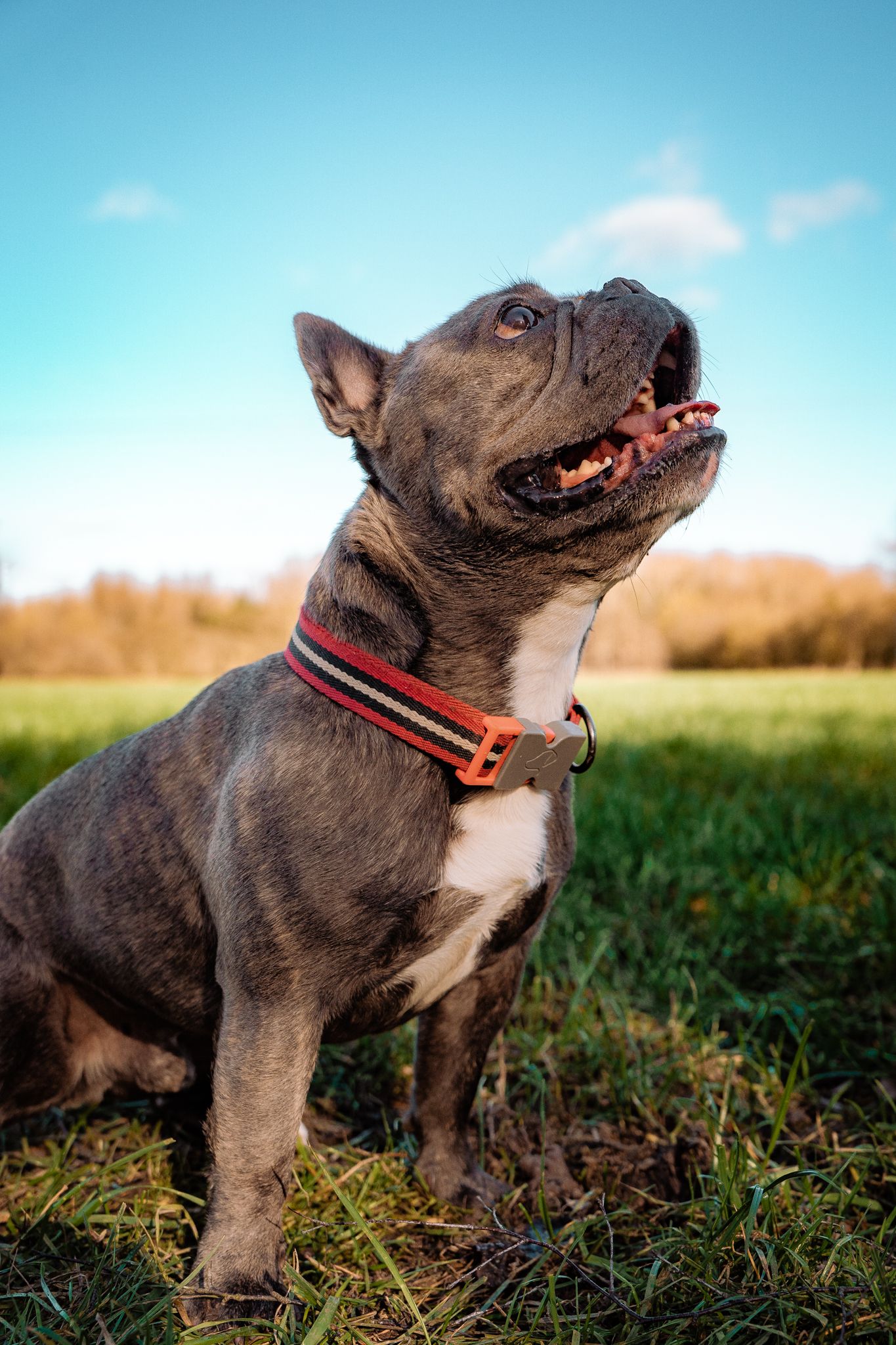 Harrogate Dog Photography