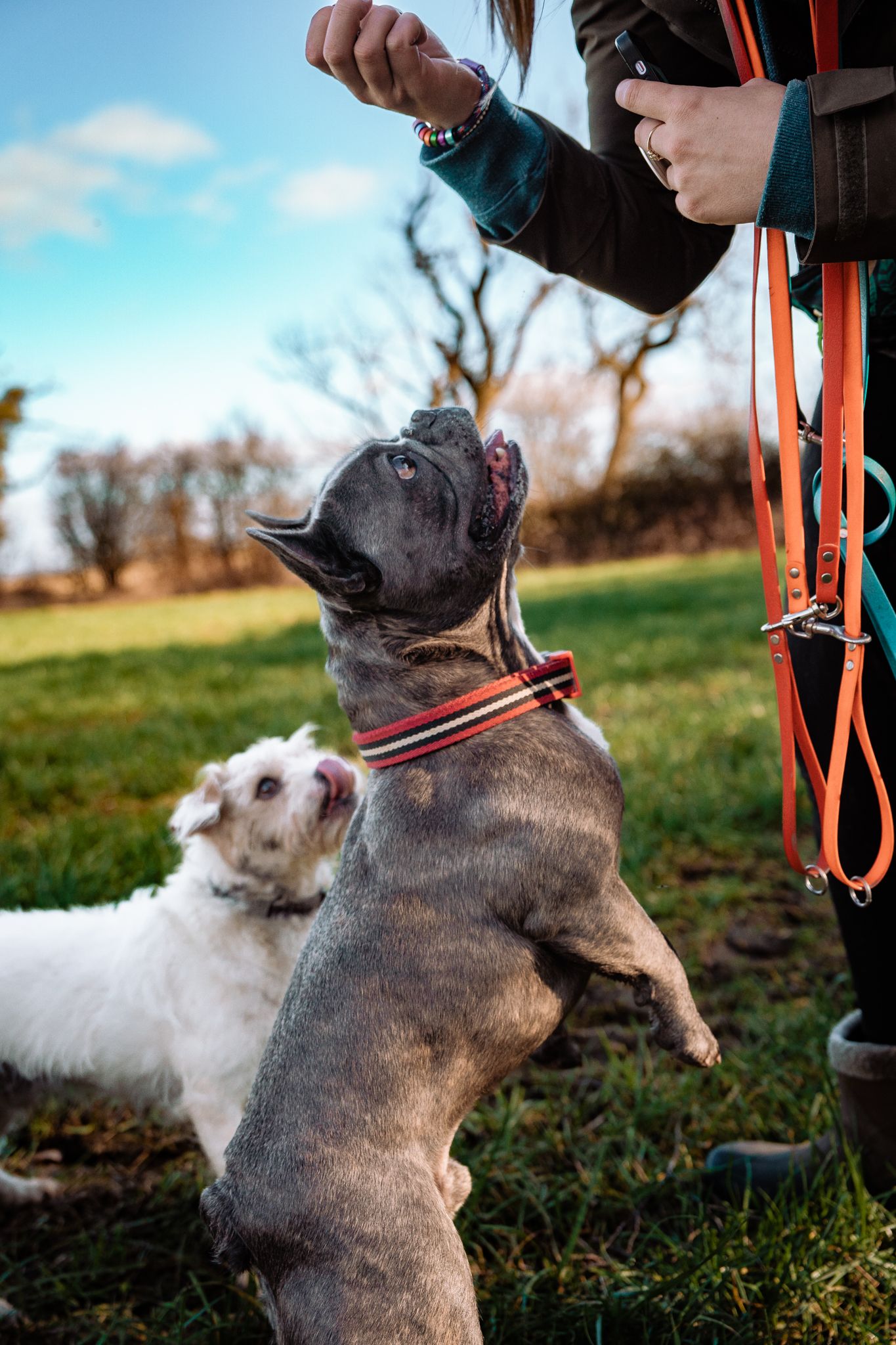 Harrogate Dog Photography