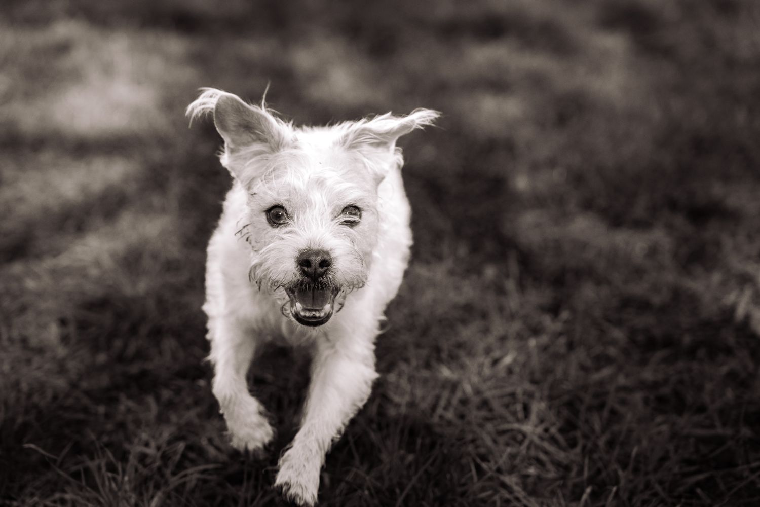 Harrogate Dog Photography