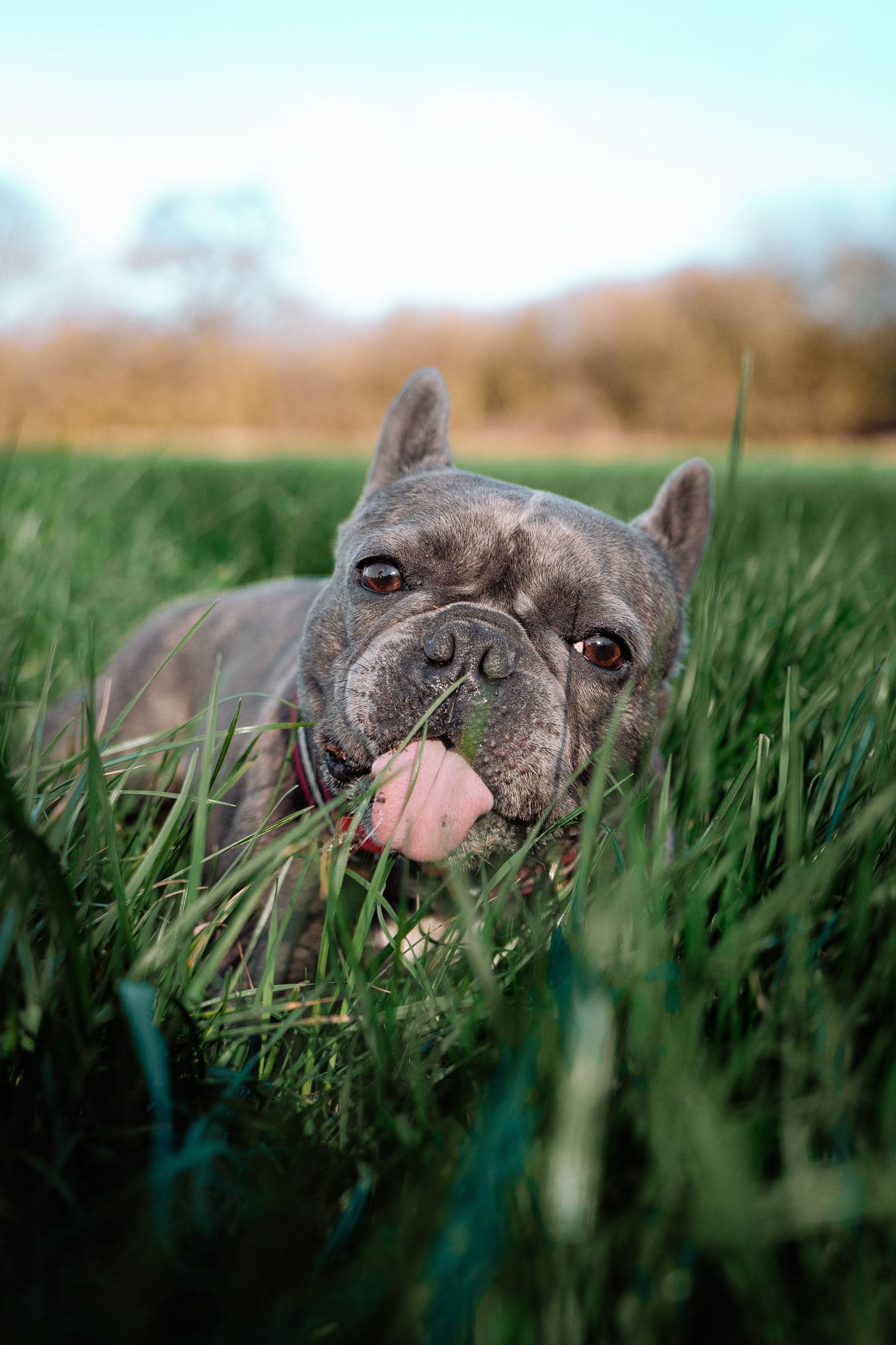 Harrogate Dog Photography