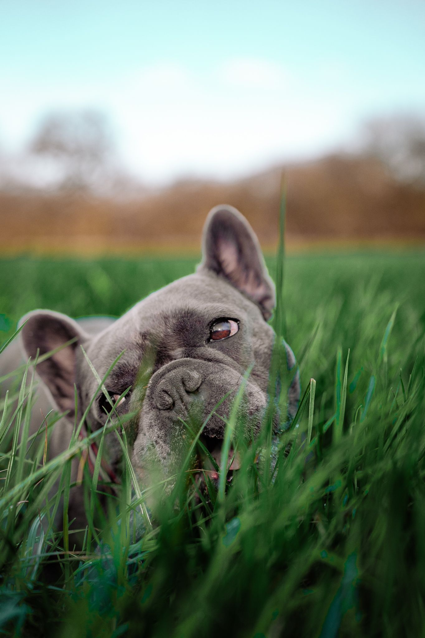 Harrogate Dog Photography