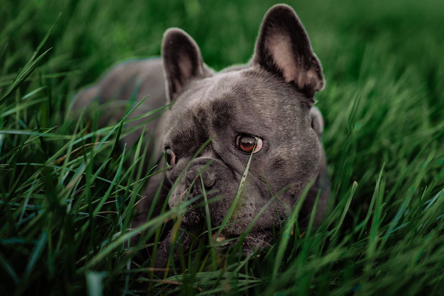 Harrogate Dog Outdoor photography