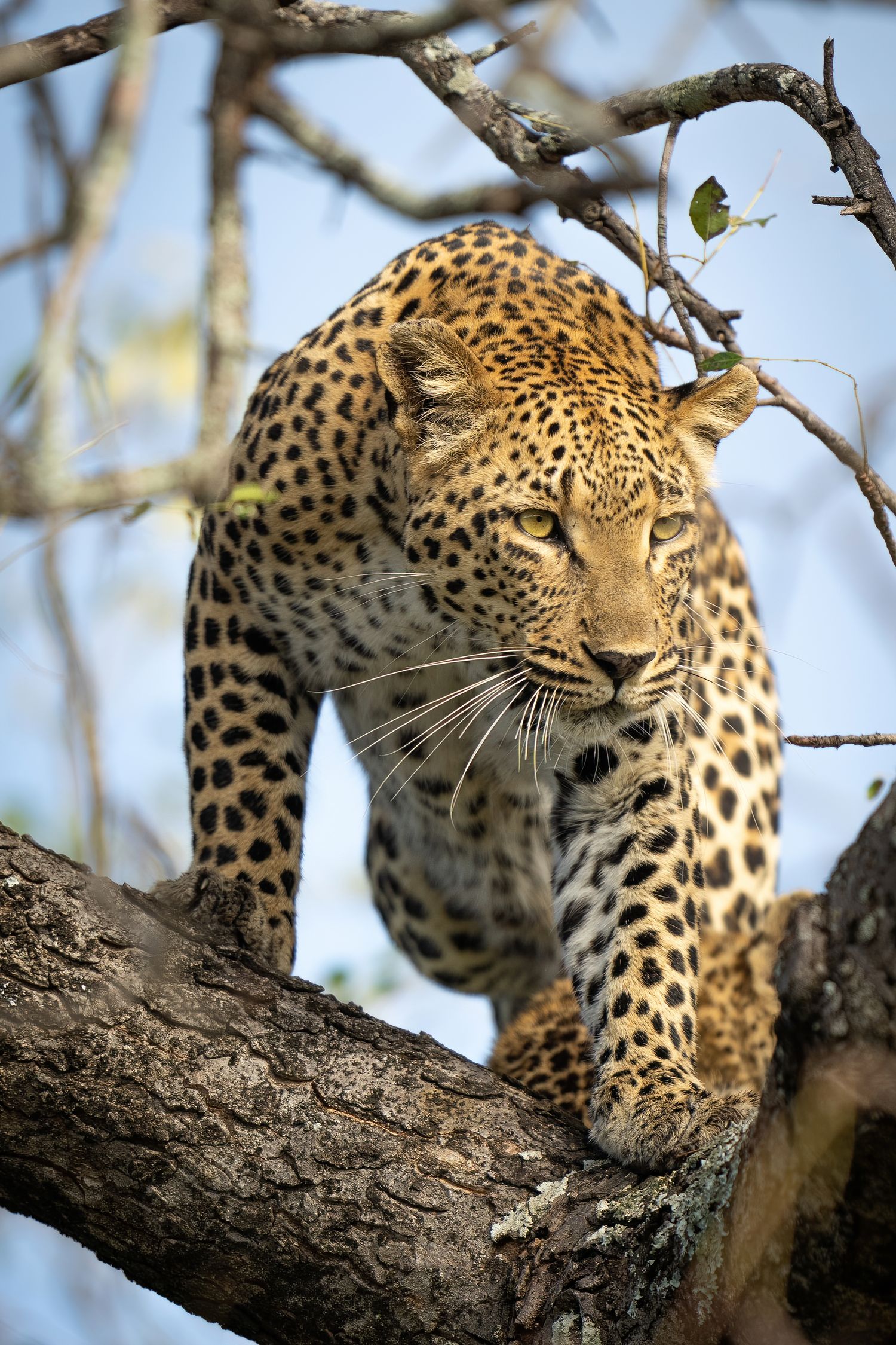 Spotted leopard gracefully moving along a thick tree branch against blue sky.