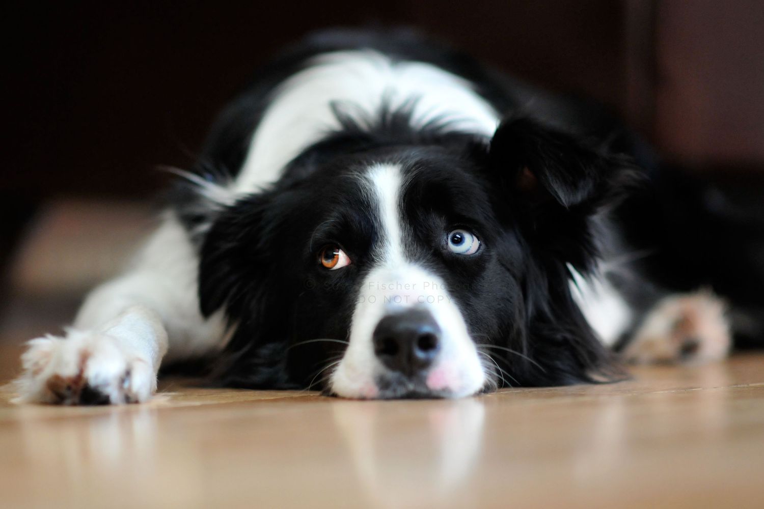 Border Collie dog with one blue and one brown eye lying with head down on floor