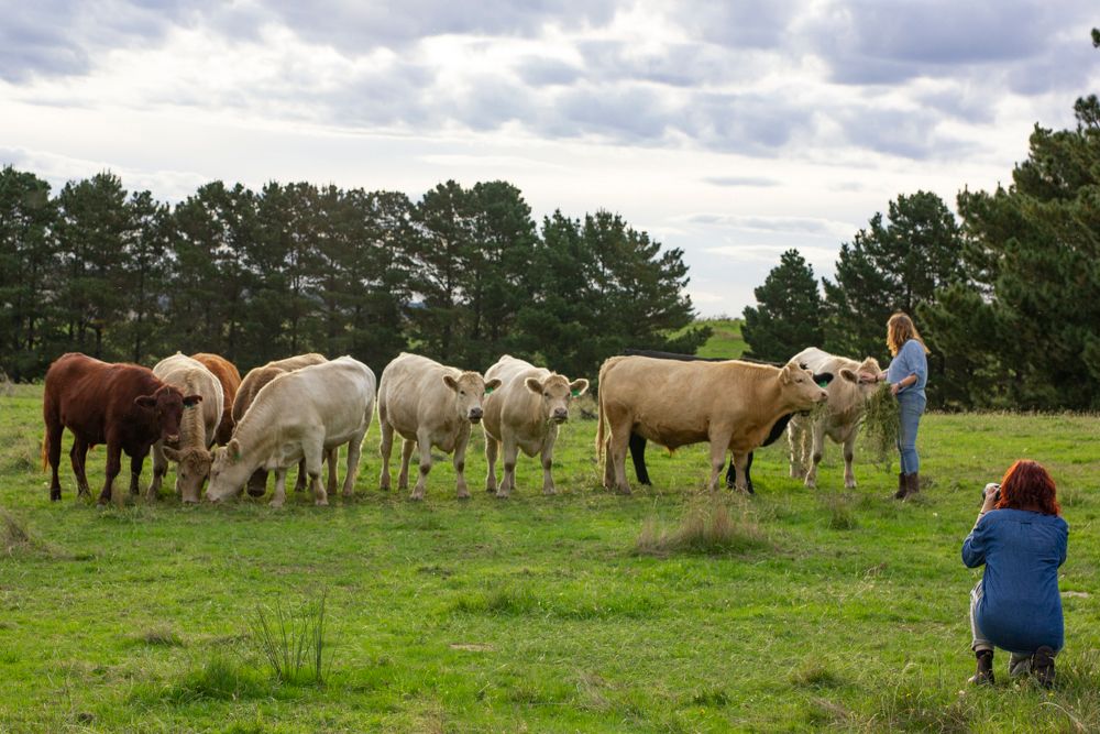 Woman farmer with grazing cattle herd in green pasture being photographed by another woman crouching down. Image by Em Callaghan Photography