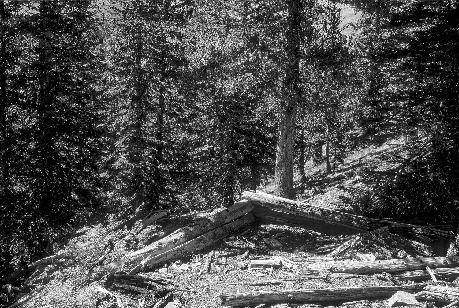 Cree's Camp, Colorado