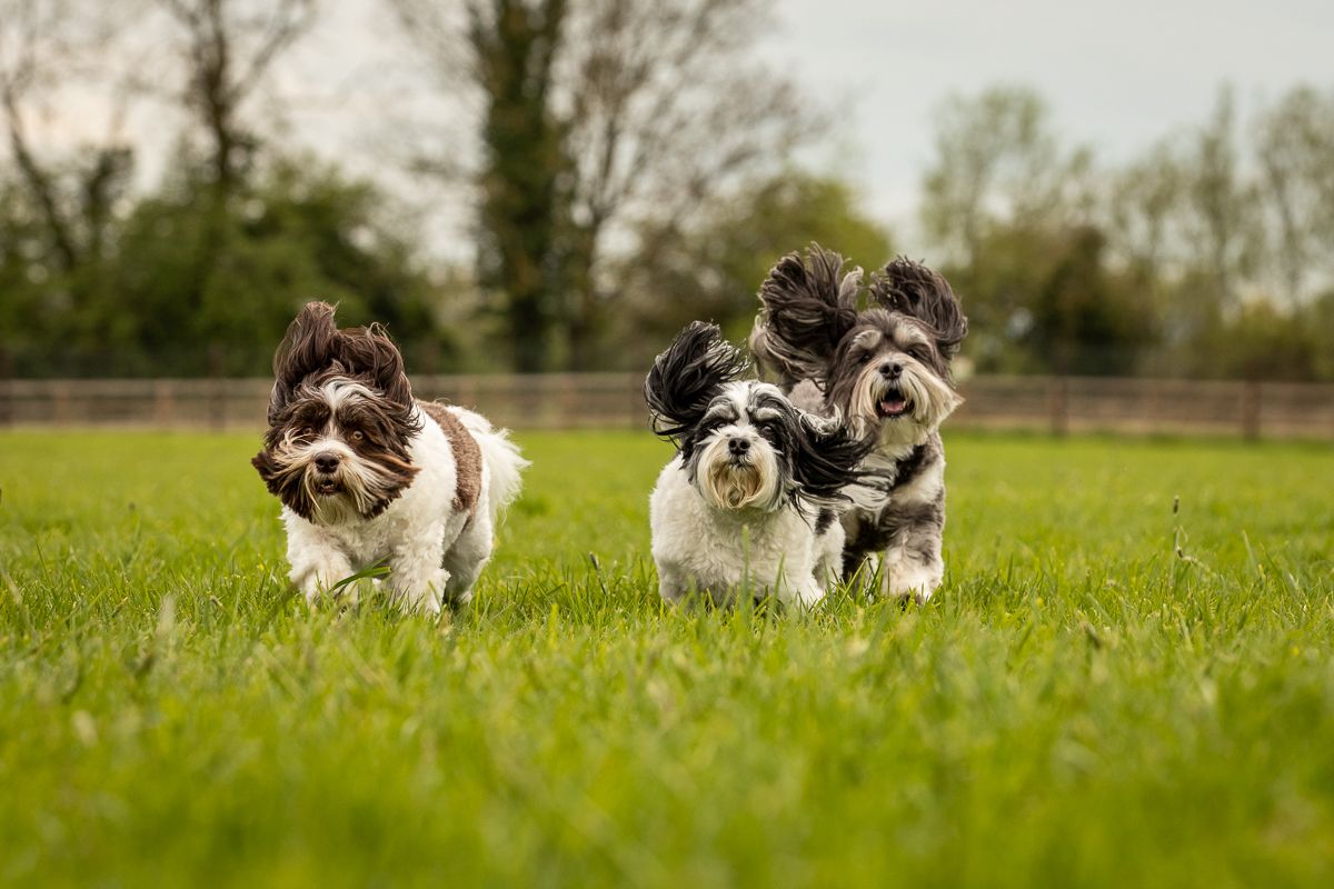 Three fluffy black and white dogs running joyfully together through a green grassy field.
