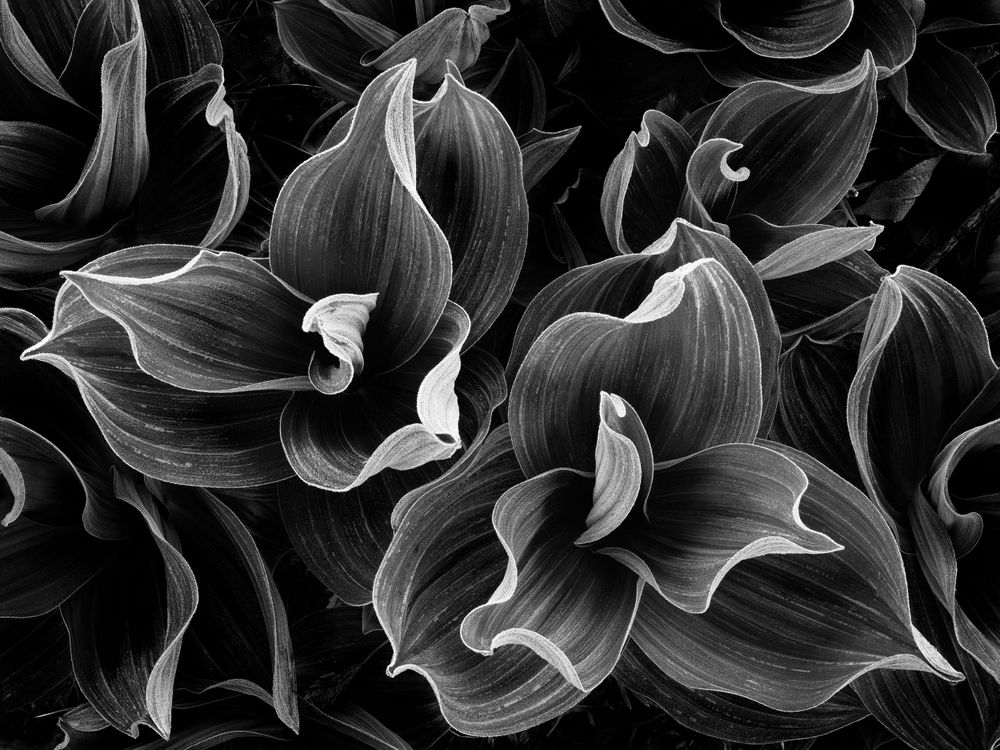 Corn Lillies with frost photographed in the high country in Yosemite National Park, California