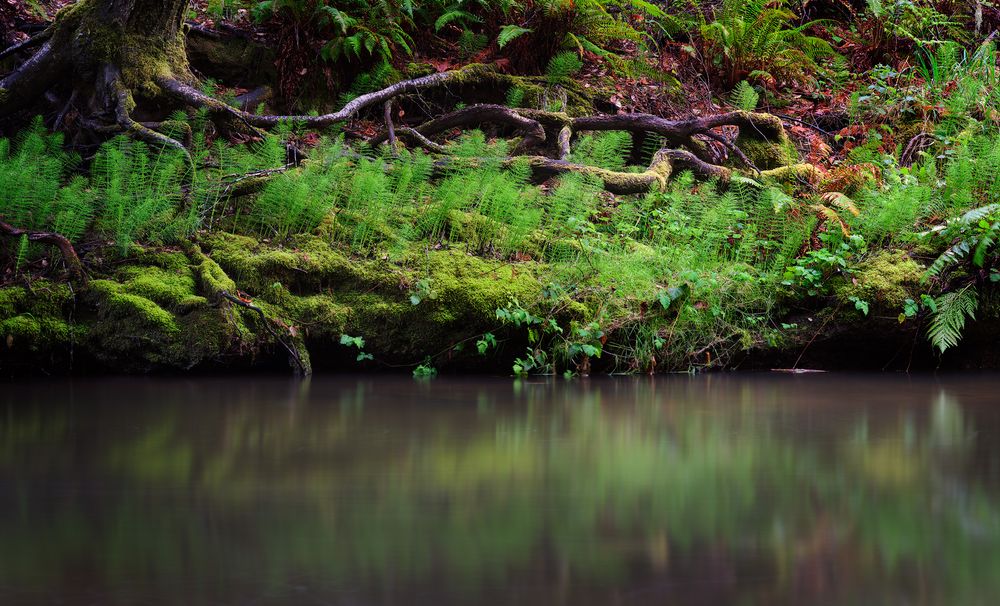 Photo of Pescadero Creek in Portola Redwoods State Park in California