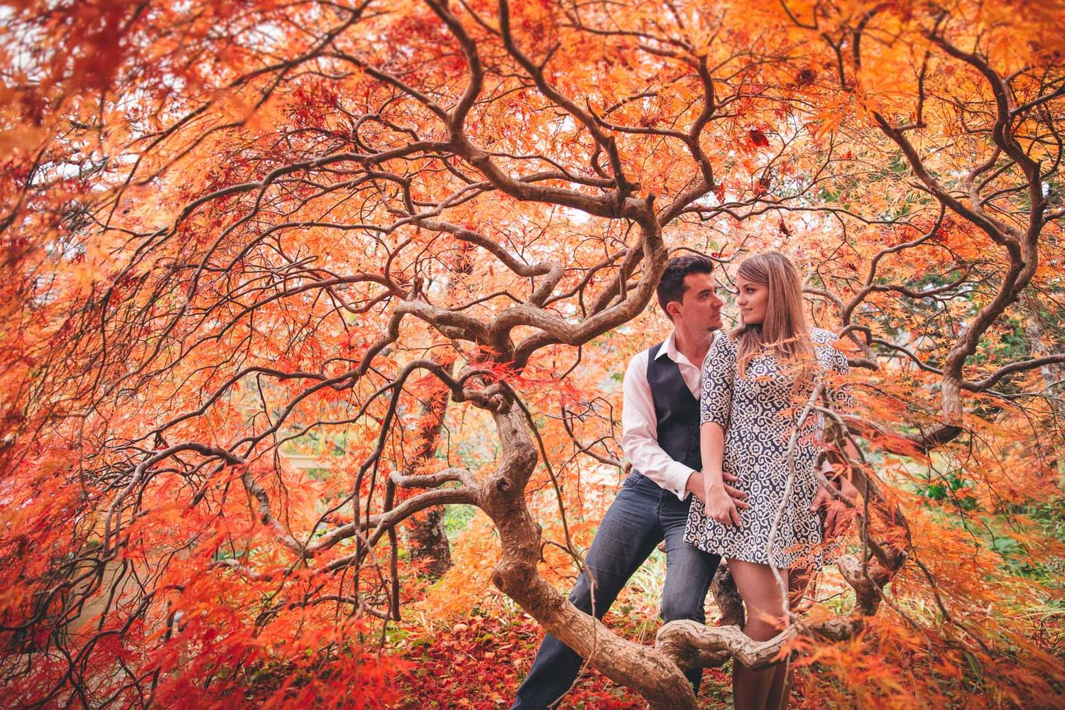 Vibrant red Japanese maple trees creating a stunning autumn canopy.