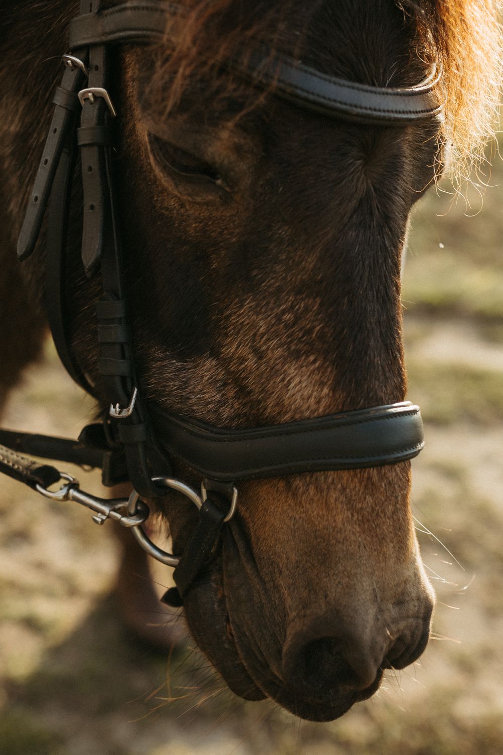 Close-up series of a dark brown horse's face wearing black riding equipment.