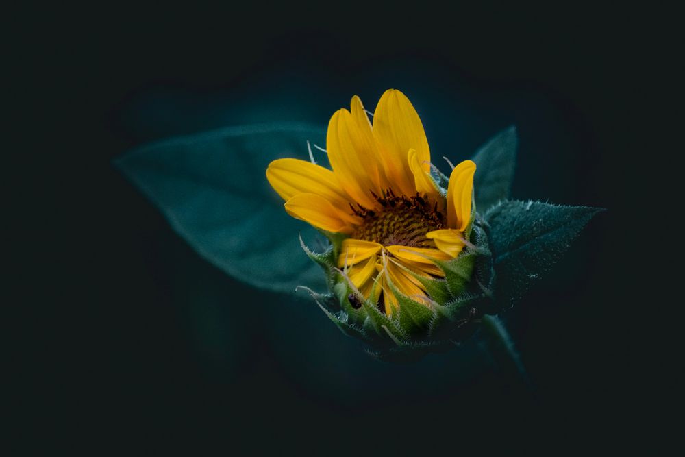 Sunflower photo with bottom petals still against the center, looking like hands against a face.
