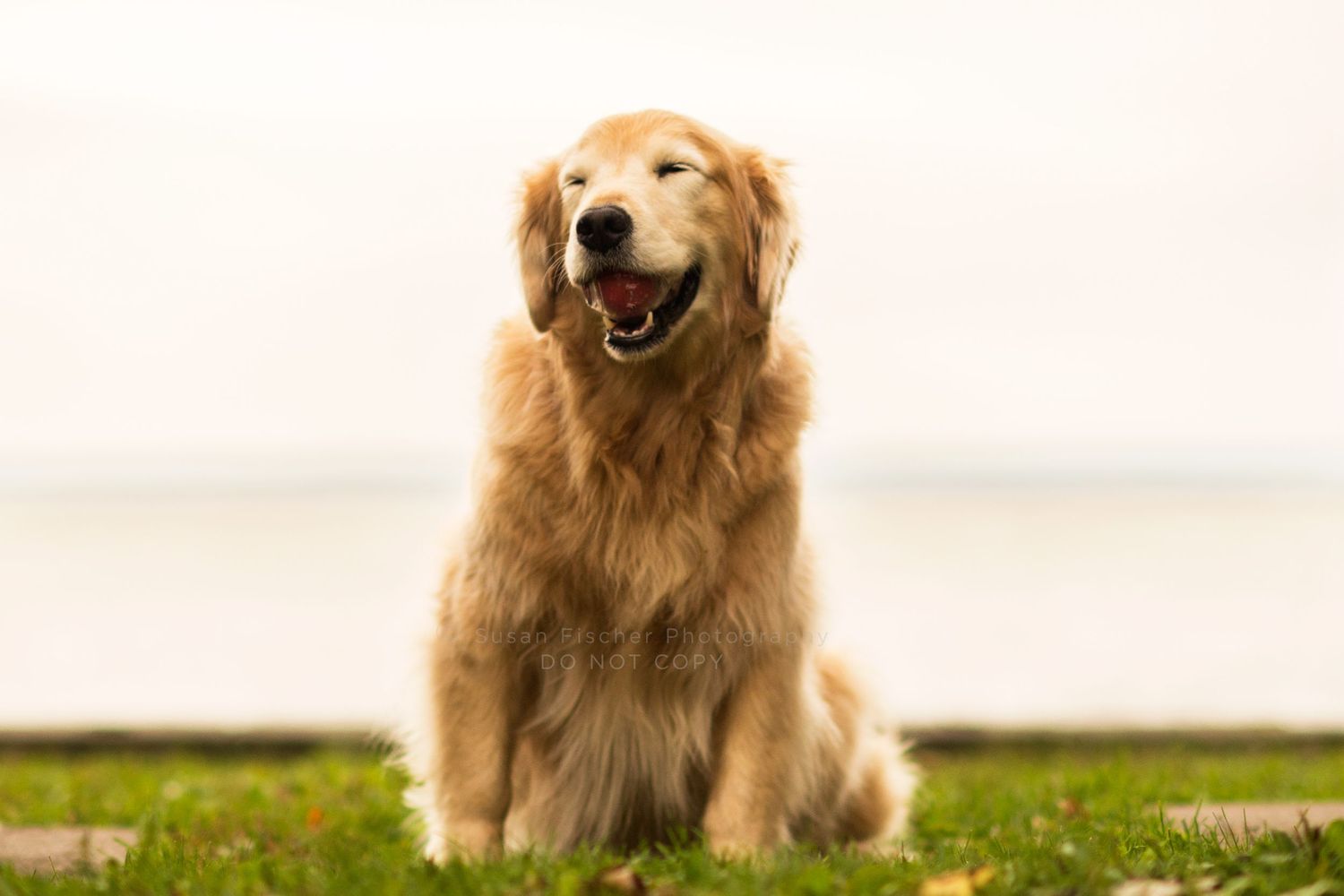 dog, dog with ball, golden retriever, smiling dog, eyes closed