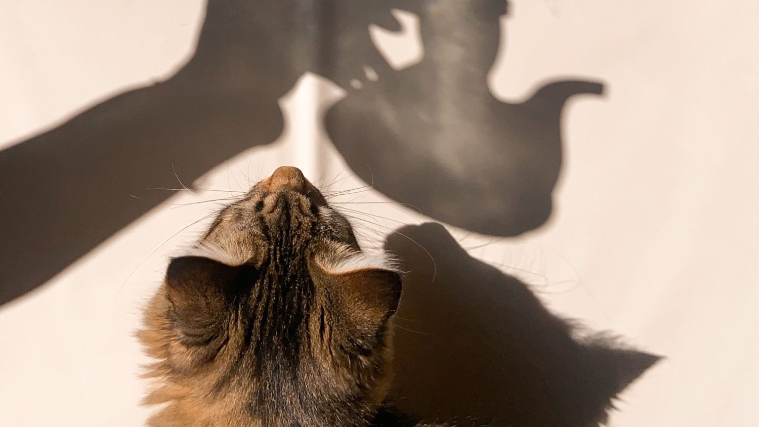 Een kat en theepot tijdens een kennismaking for fotoshoot
