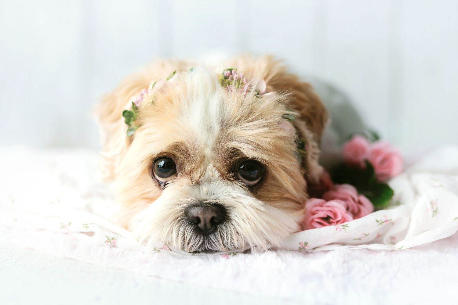 A sweet older Shih Tzu dog with his head down.