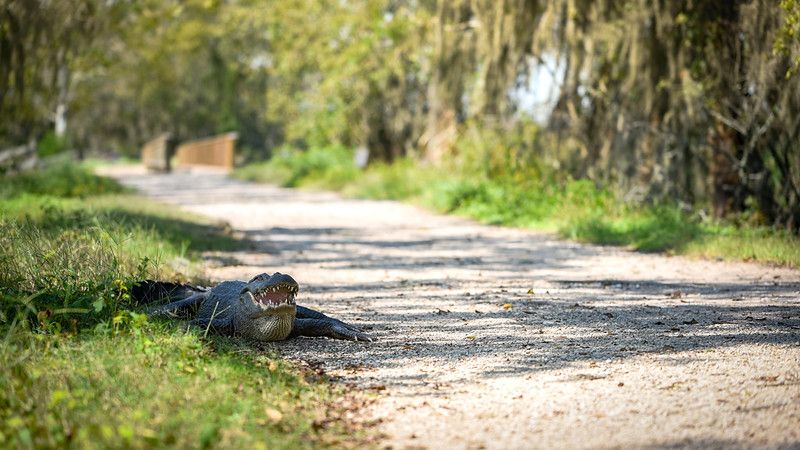 alligator on trail at Brazos Bend State Park