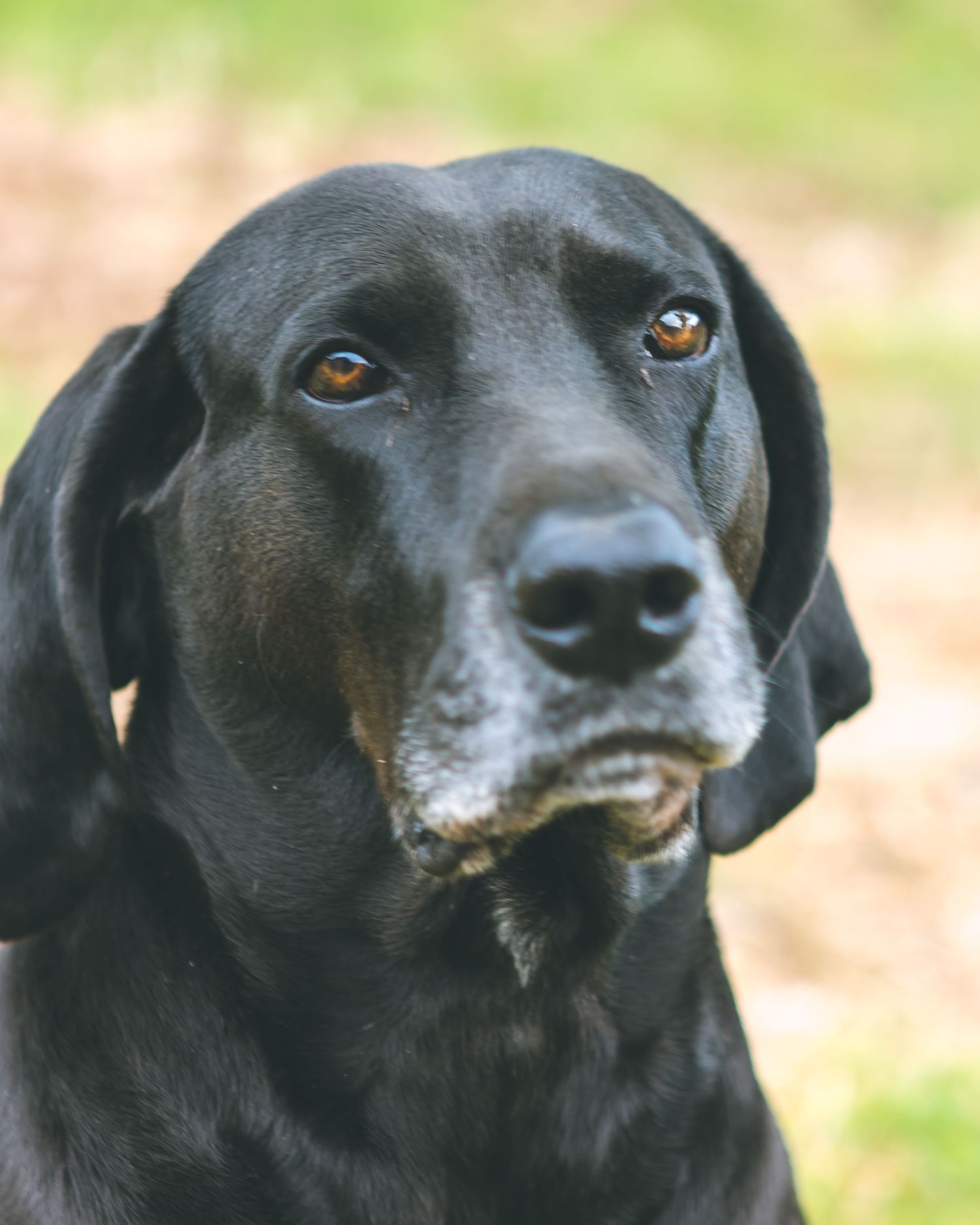 Pet photography prescott