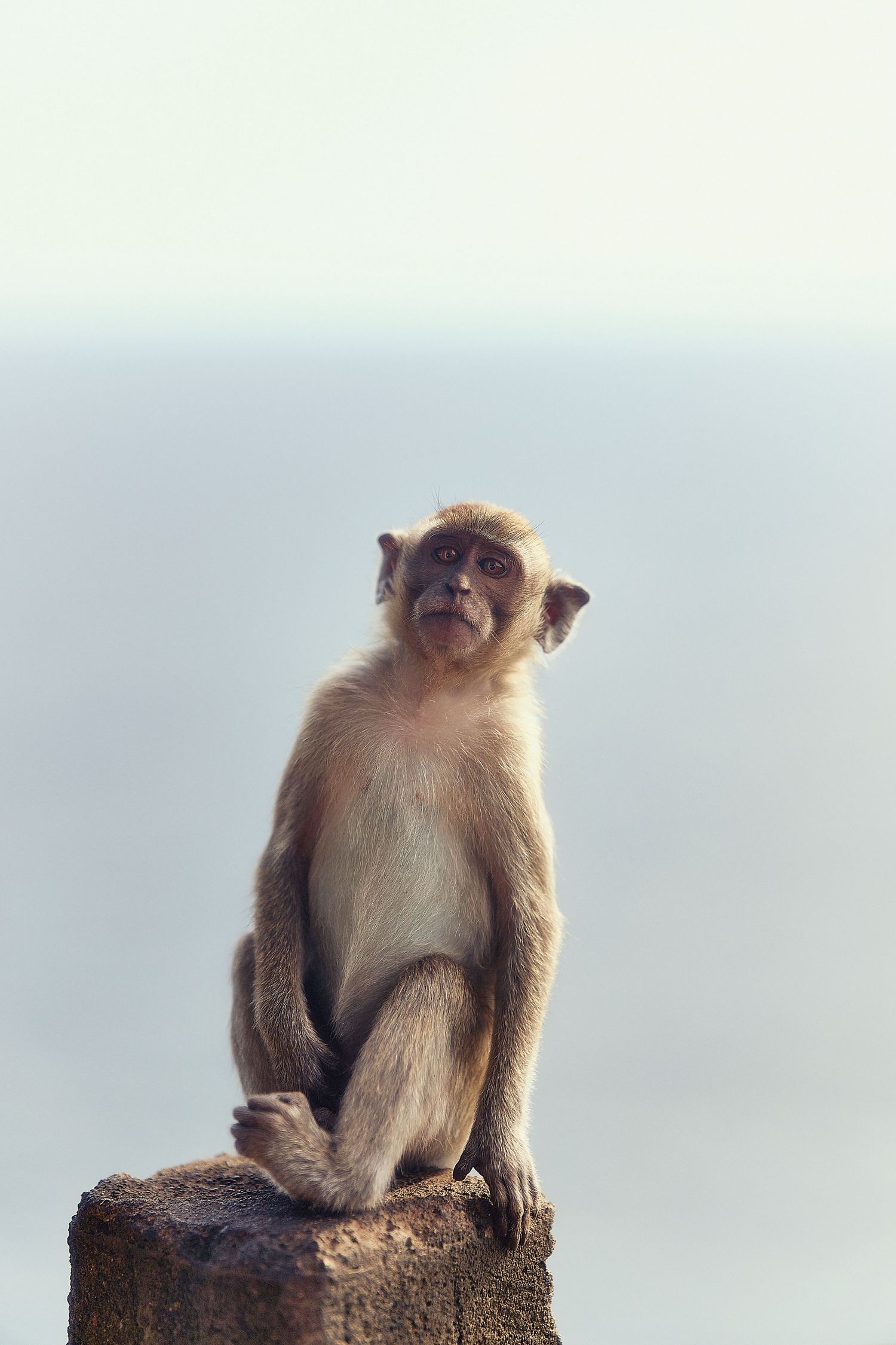 Monkey sitting upright on a rock perch against a misty background.