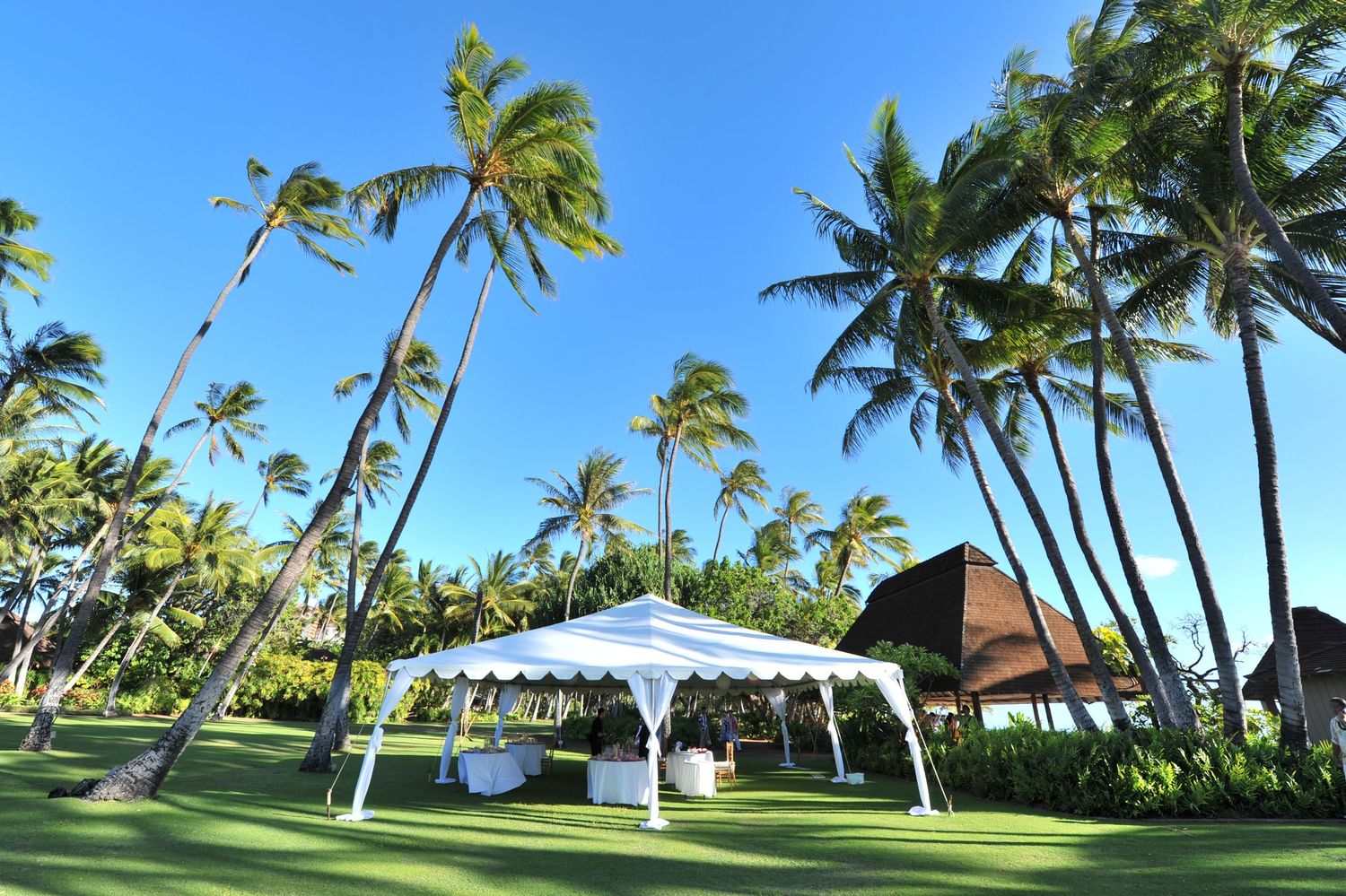 White event tent on lush green lawn surrounded by tall palm trees under a clear blue sky in Hawaii.