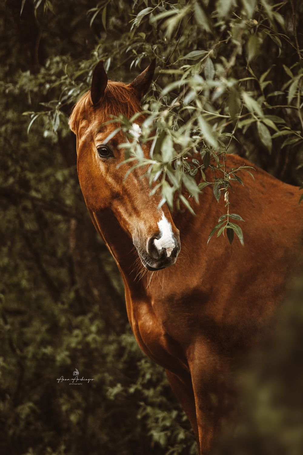 Close-up portrait of a chestnut horse with gentle eyes against green foliage background.