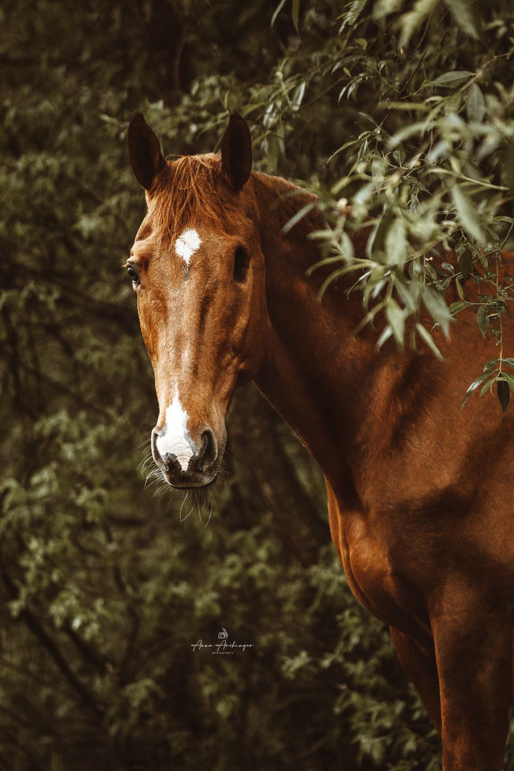 Portrait of a chestnut horse with a white blaze marking against dark green leaves.