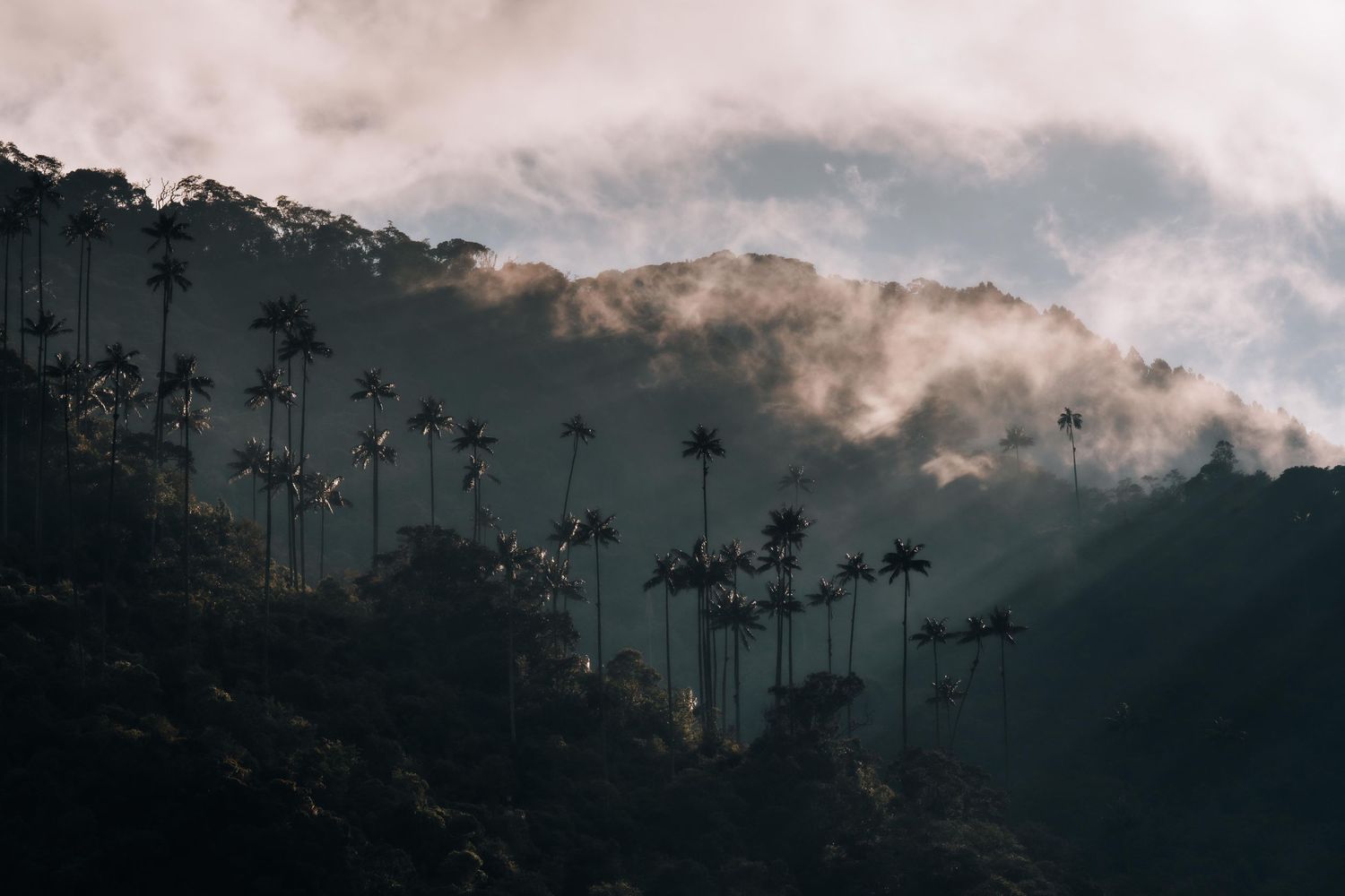 Misty mountain landscape with silhouetted palm trees against moody cloudy sky.