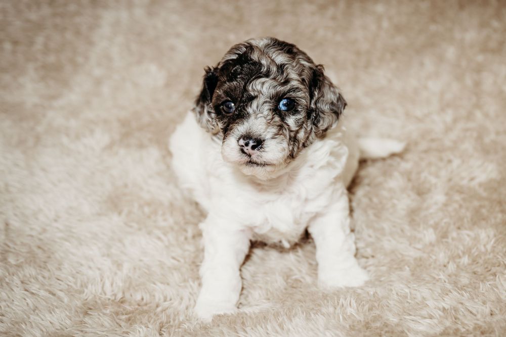 Black and white puppy with curly fur sitting on plush carpet.