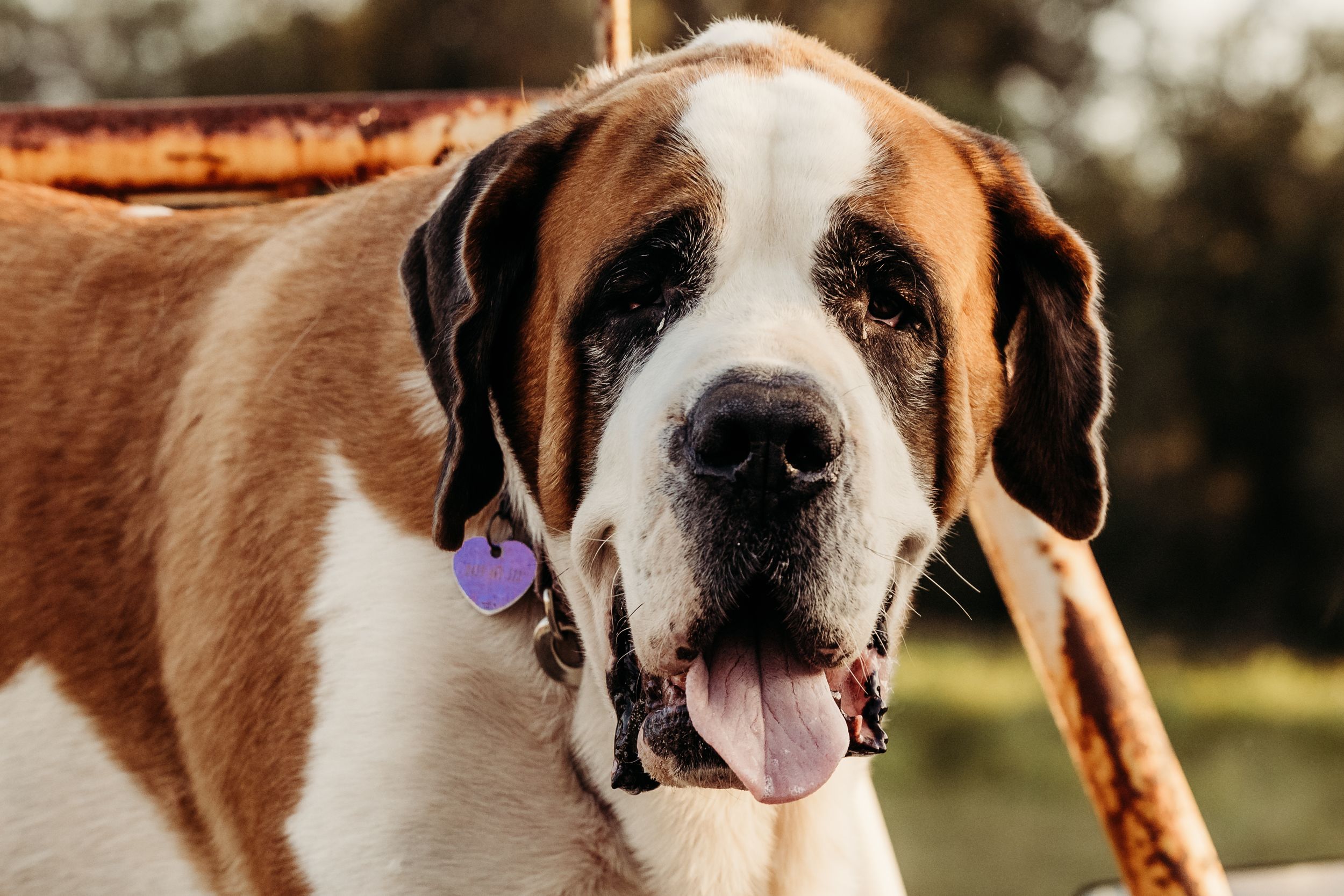 Close up portrait of a Saint Bernard dog wearing a purple collar with tongue out.