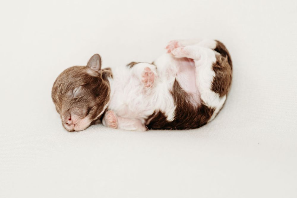 Brown and white spotted puppy sleeping curled up on white surface.