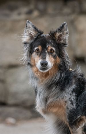 Close-up portrait of a tricolor Border Collie mix dog with alert ears and expressive brown eyes outdoors. Photo by Xenophon Photography