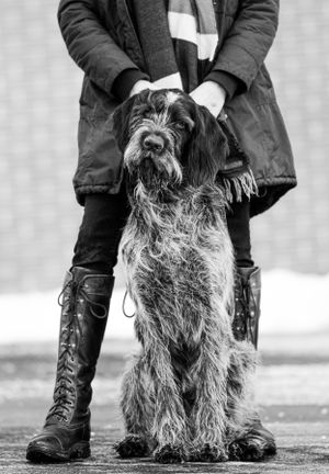 Wirehaired Pointing Griffon dog sitting between owner's legs in black and white winter portrait photo. Canine Photographer in Maine