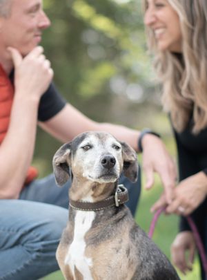 A senior beagle mix dog with a brown leather collar sits between a smiling couple outdoors. Canine Photographer in Maine.