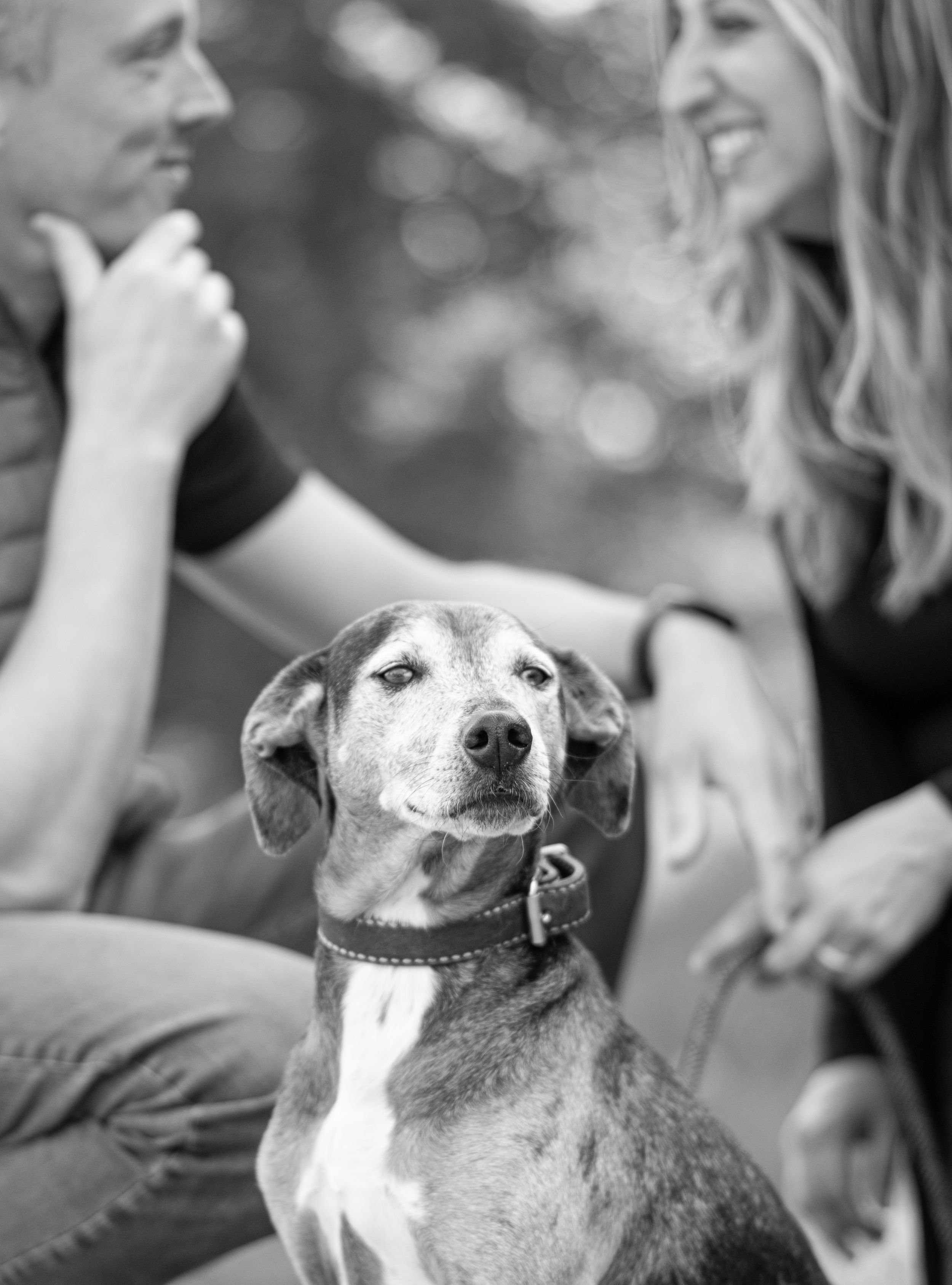 Black and white portrait of a senior beagle mix dog sitting between a smiling couple outdoors. Canine Photographer in Maine