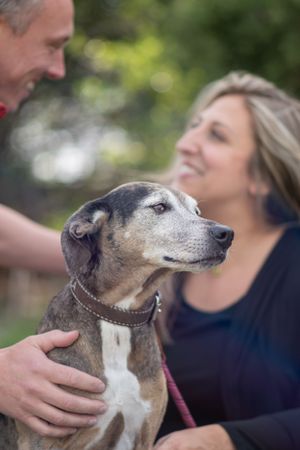 Senior mixed breed dog gazing away while a smiling couple embraces it in a lush outdoor setting. Canine Photographer in Maine