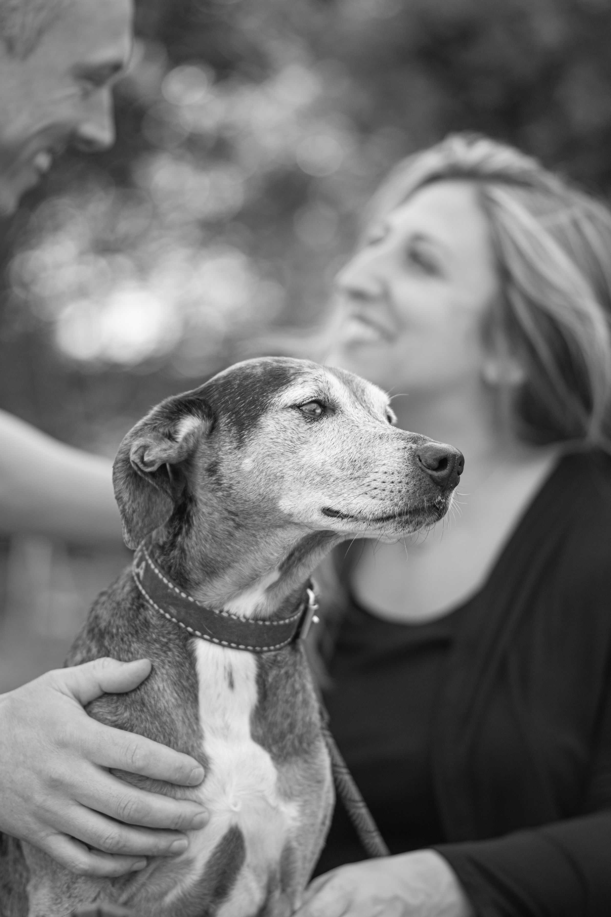 Black and white photo of a senior dog being lovingly embraced by a couple outdoors. Pet Family Photographer in Maine.