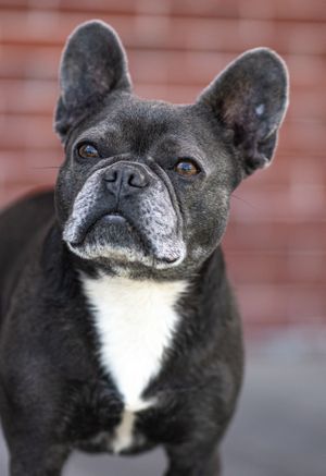 Black and white French Bulldog with large ears looking up against a brick wall background. Dog photographer in Maine