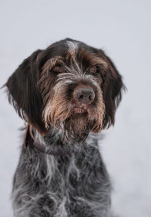 Close-up portrait of a Wirehaired Pointing Griffon dog with scruffy fur against a snowy white background. Dog Photographer in Maine