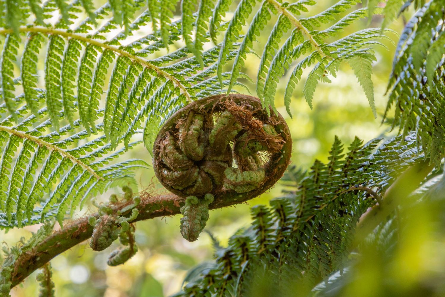 A young fern unfurls beneath dappled sunlight, symbolising new life and growth.