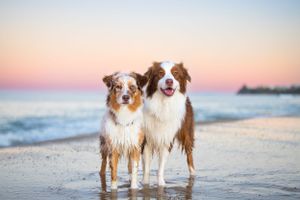 Two Australian Shepherds, one red merle, one red tri, standing on a beach in  twilight looking towards the camera