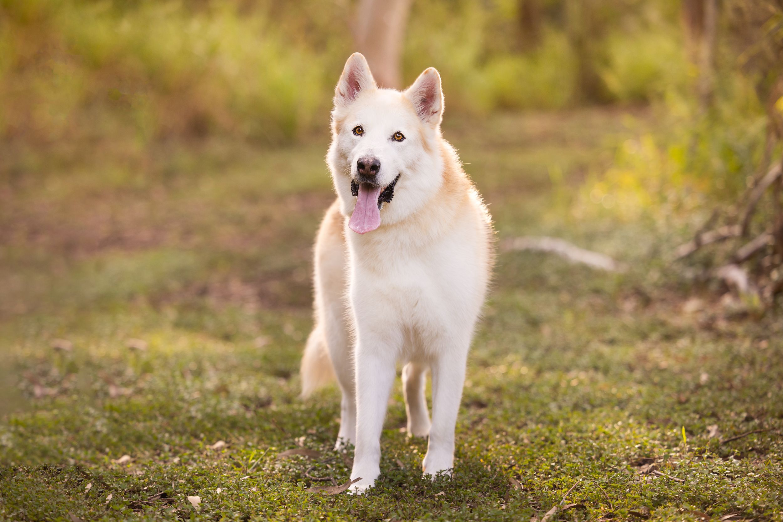 A white husky standing in front of the camera with his head tilted slightly