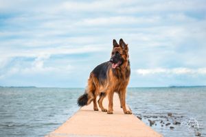 German Shepherd stands on a cream coloured wall, surrounded by ocean and blue sky