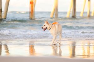 White large size dog with a dyed orange, curly tail, walks in the lowtide on the beach at dusk