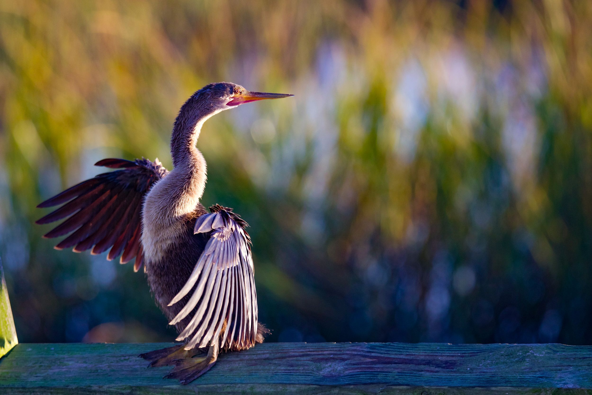 Graceful heron spreading its wings against a blurred natural background.