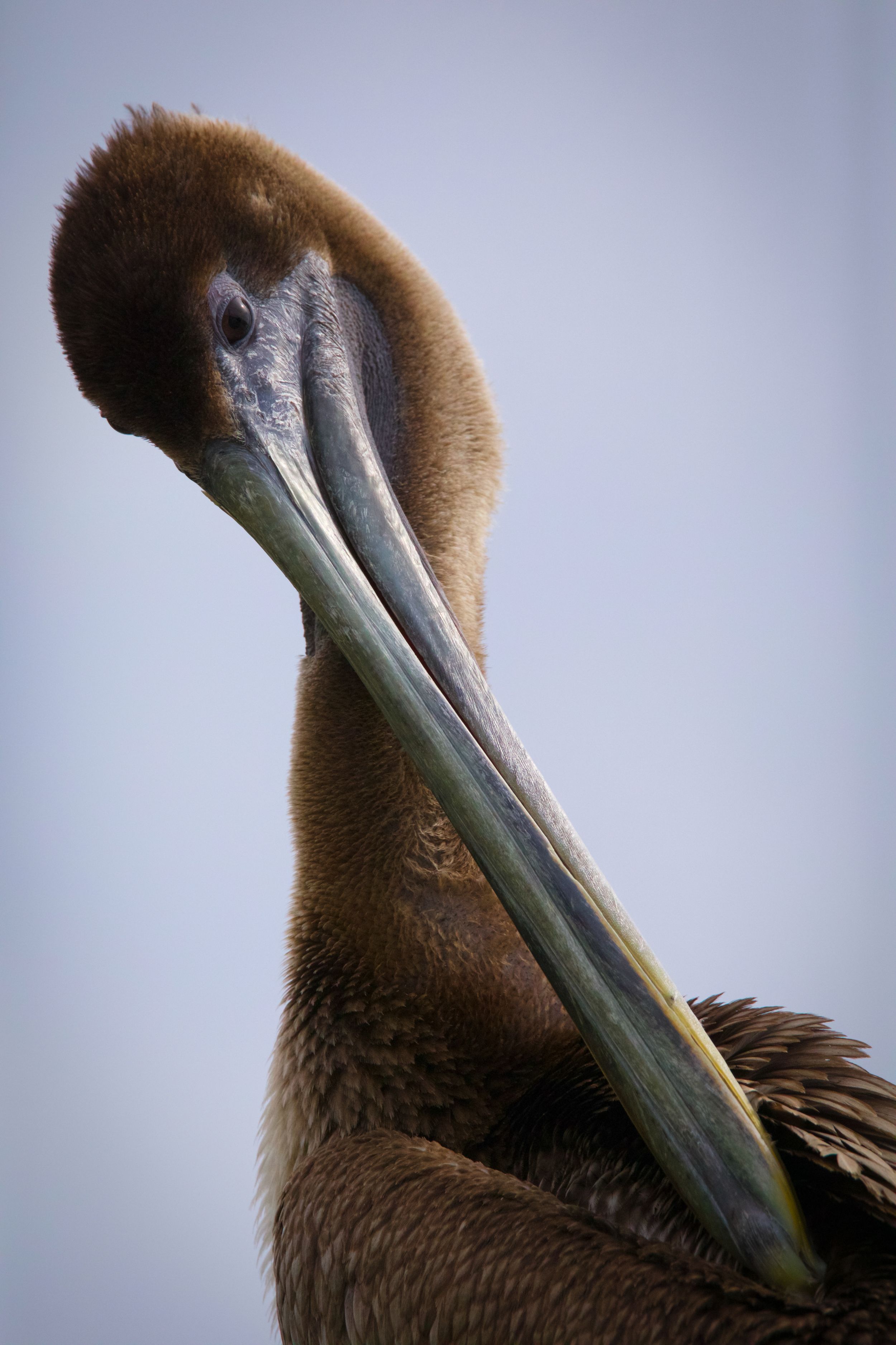 Close-up of a brown pelican preening its feathers against a soft blue background.